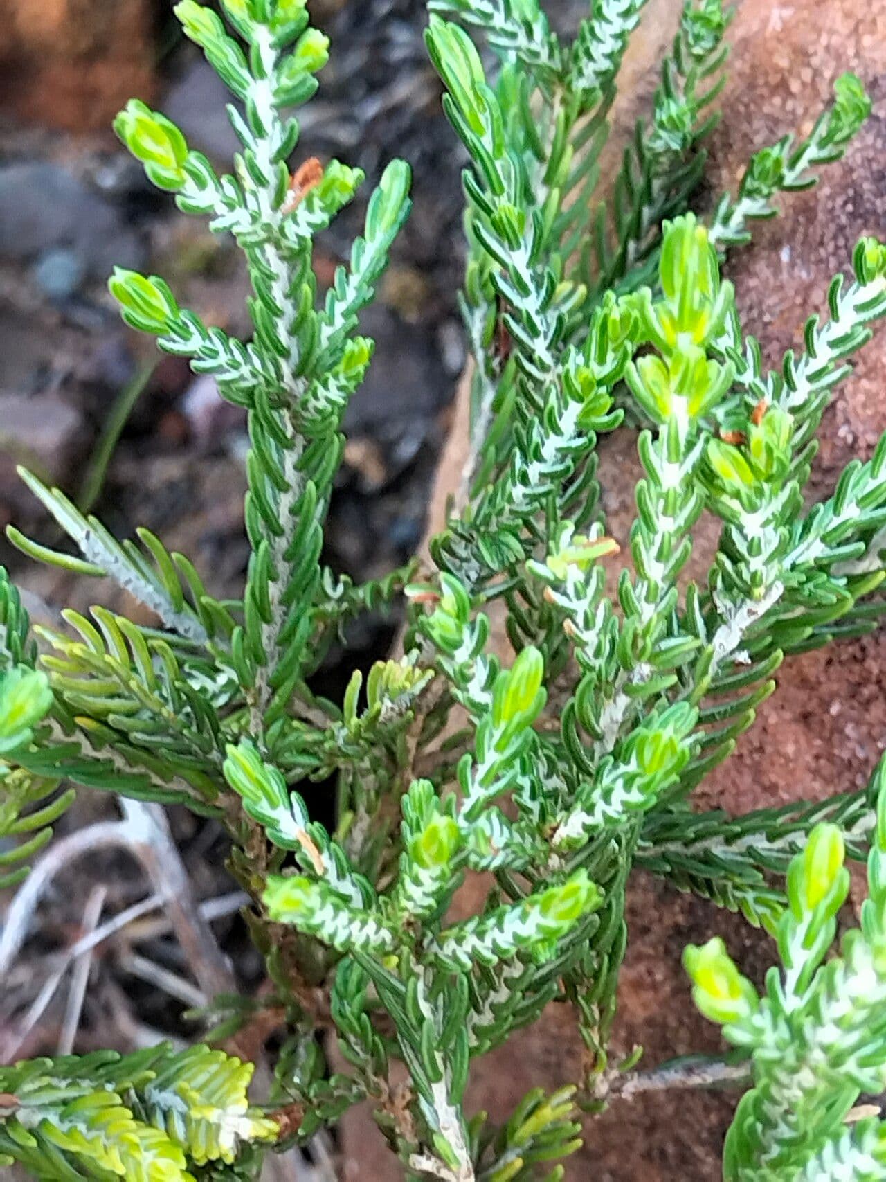 Passerina corimbosa 3