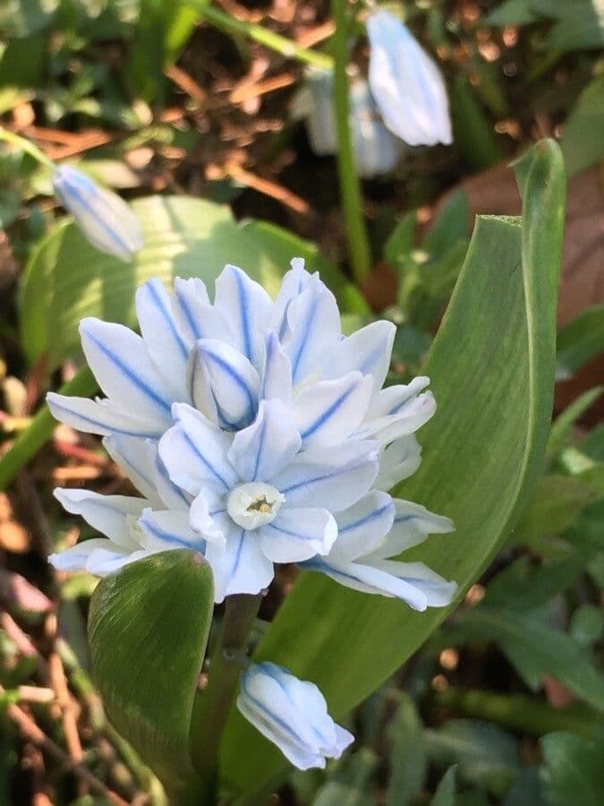 Puschkinia scilloides 4