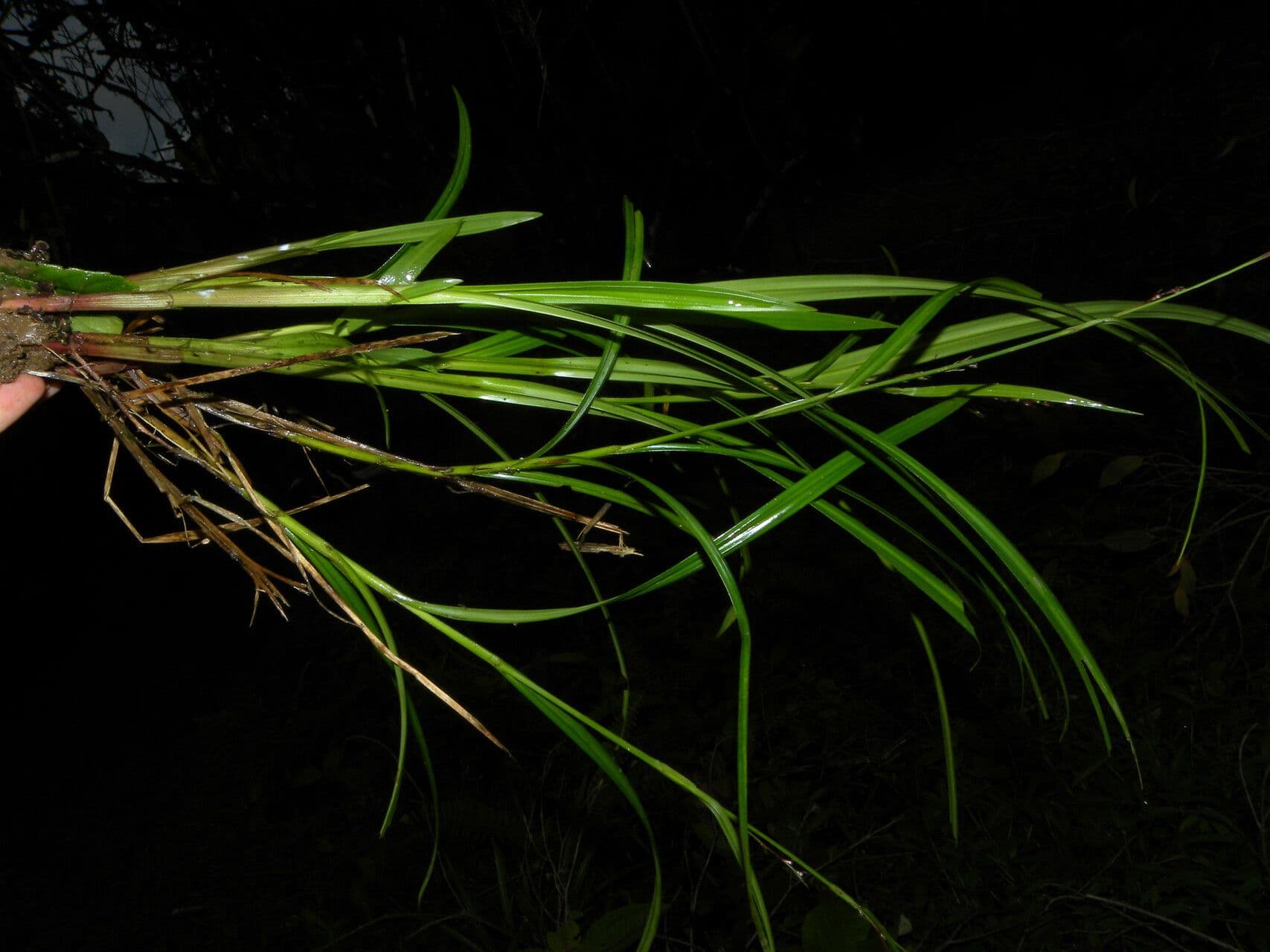 Scleria 5