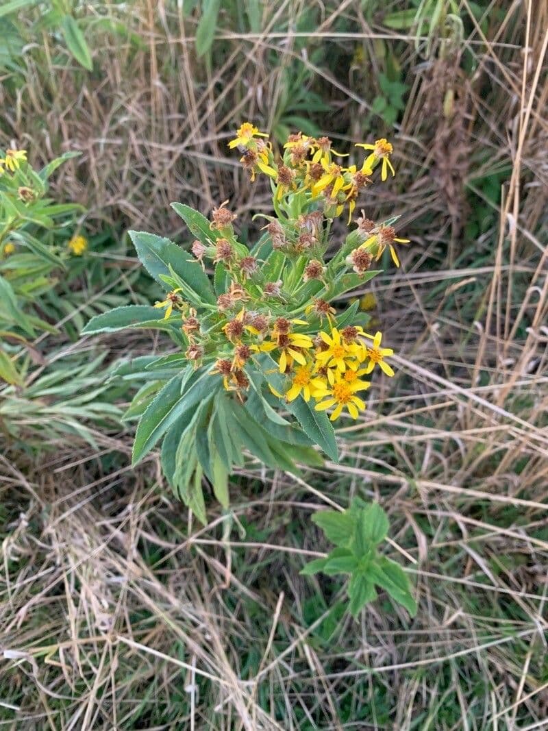Senecio sarracenico 4