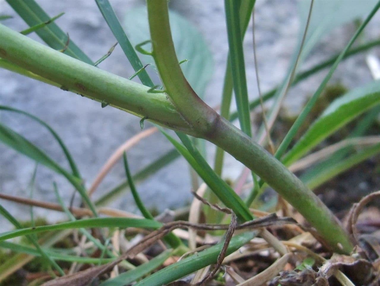 Vedovina selvatica 21