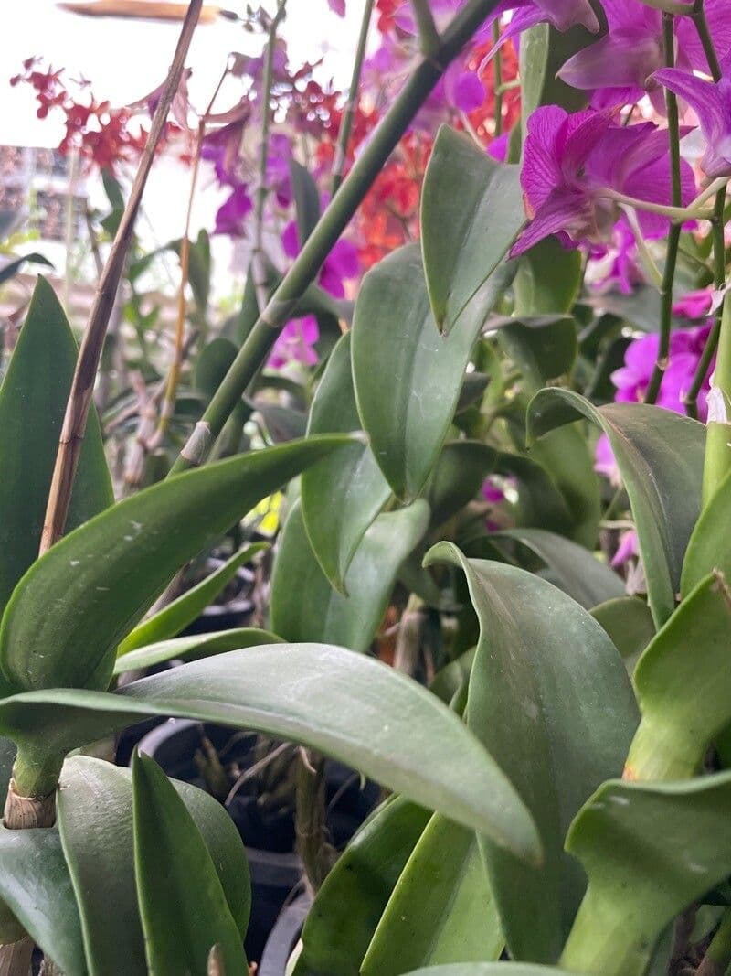 Dendrobium bigibbum 8