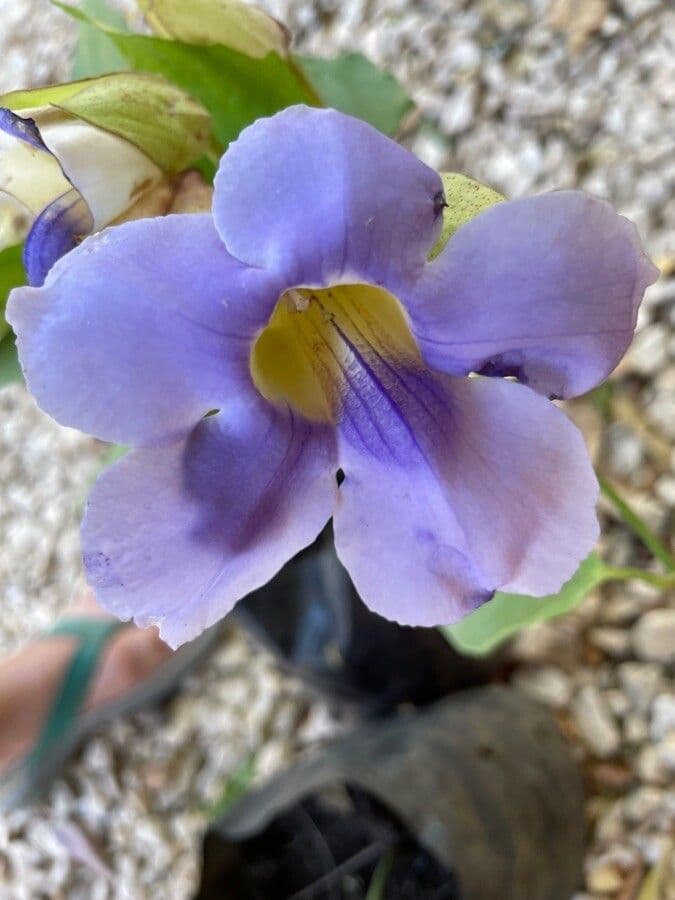 Thunbergia 2