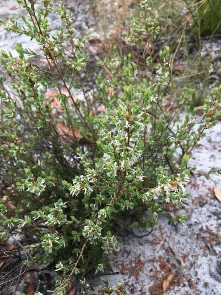 Brachyloma daphnoides