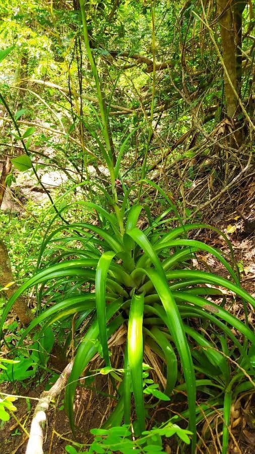 Tillandsia elongata