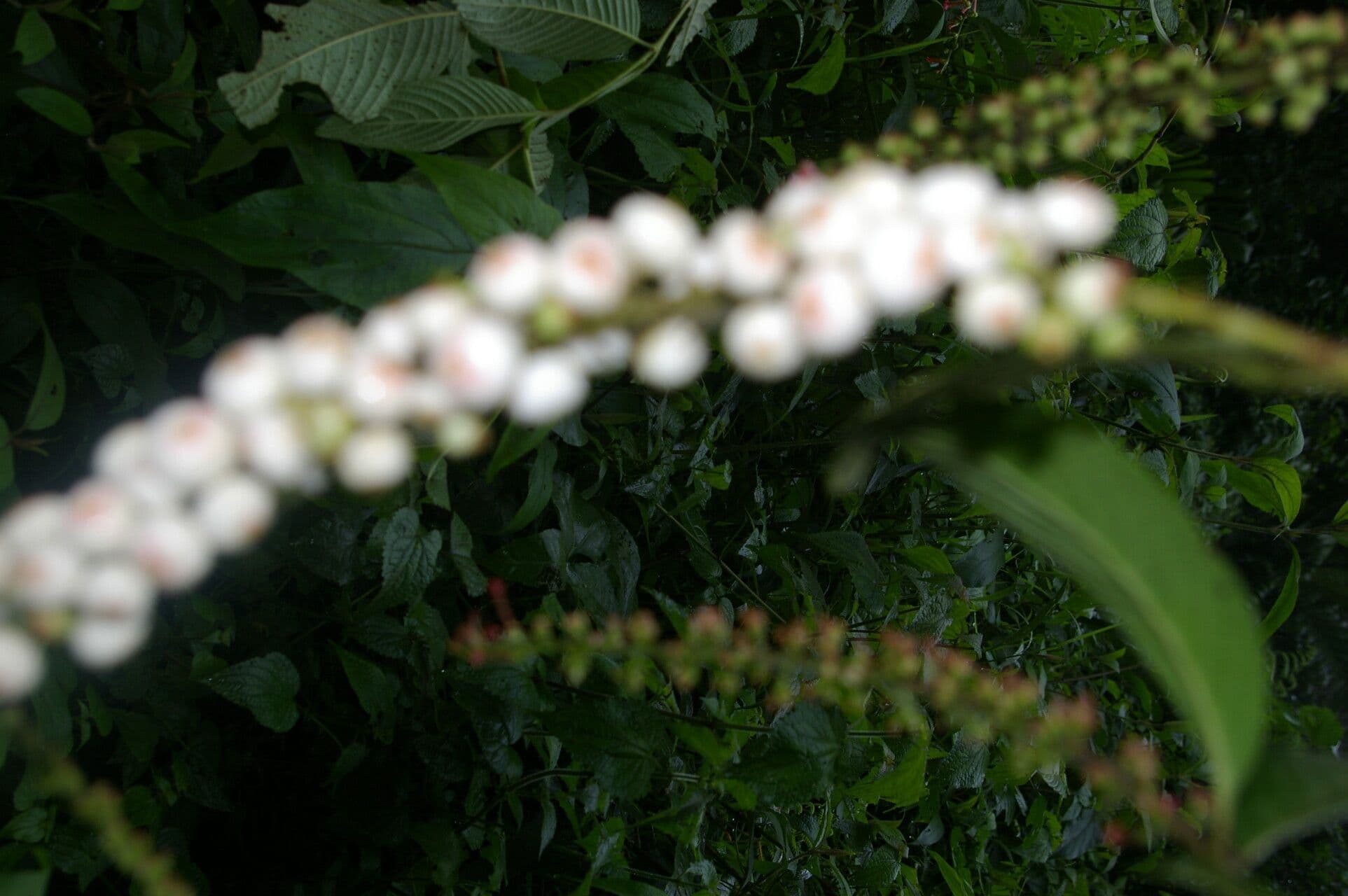 Gonzalagunia 7