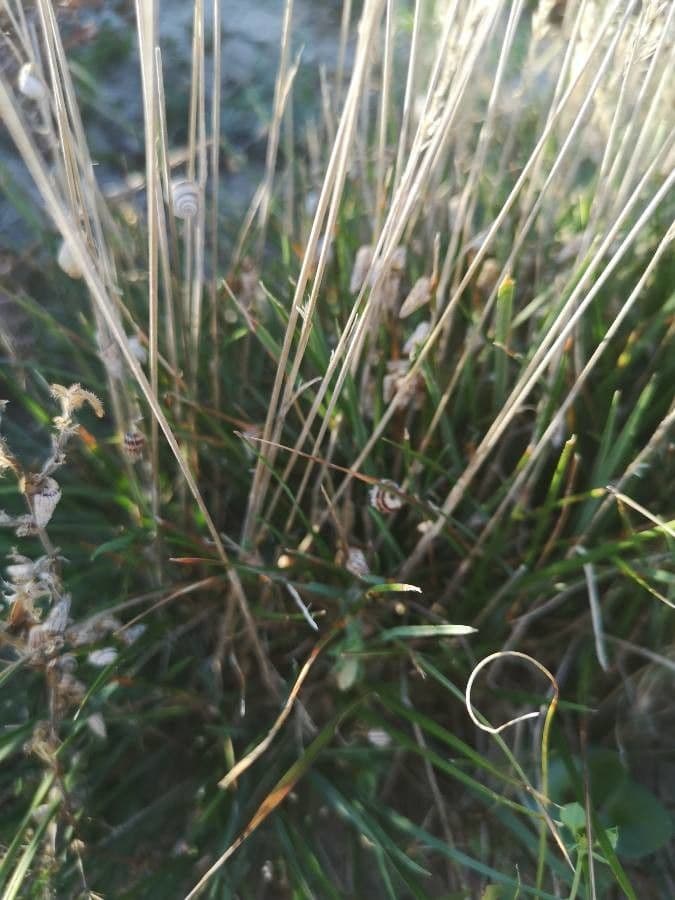 Festuca di Huon 17