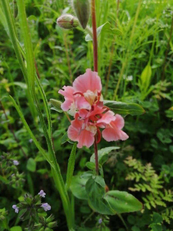 Clarkia 5