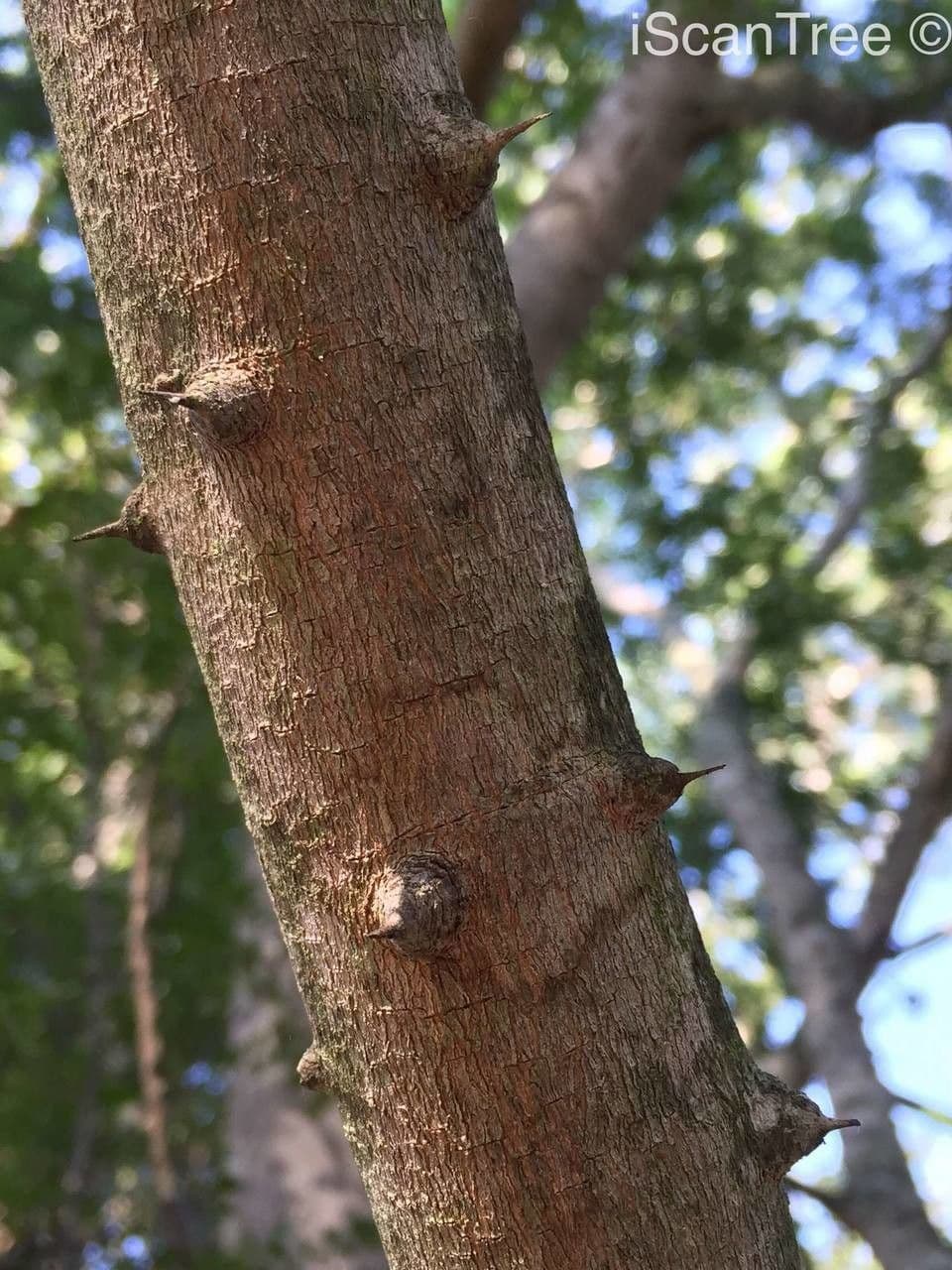 Zanthoxylum 18