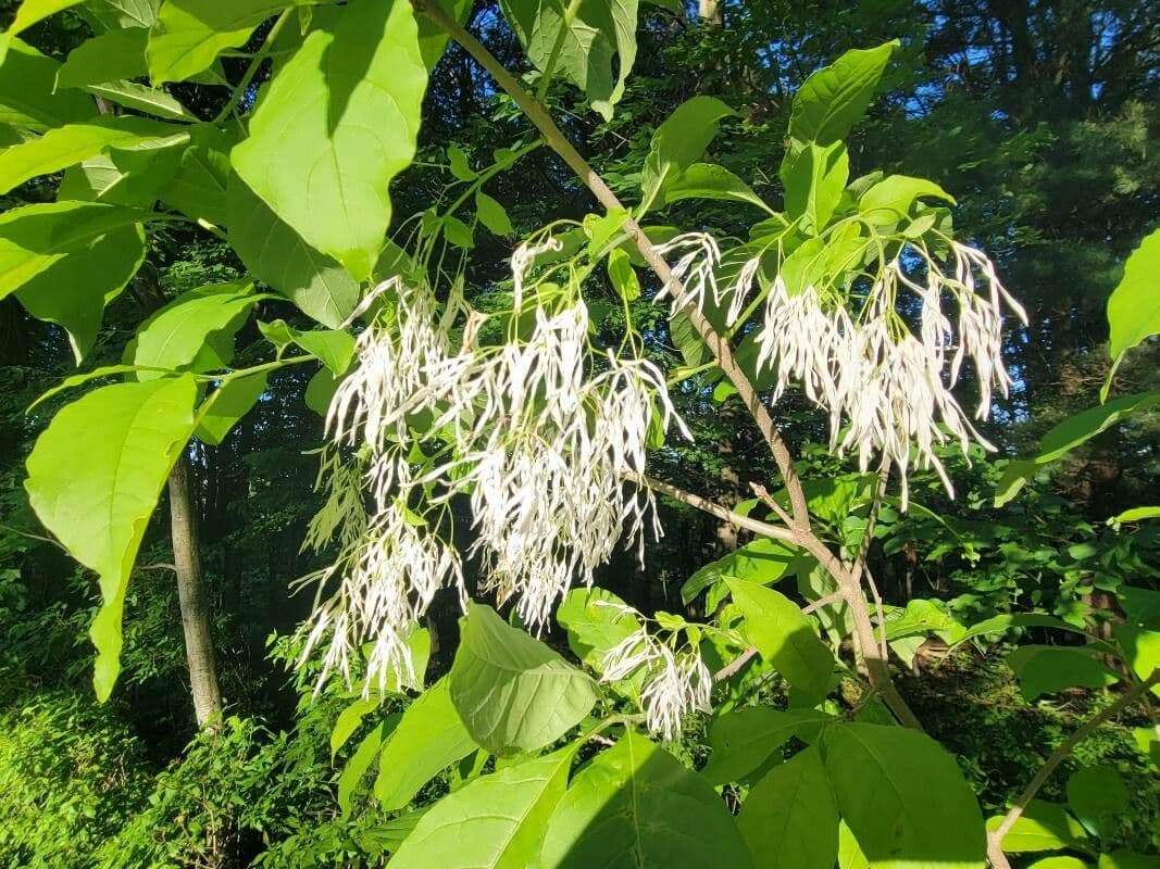 Chionanthus 7
