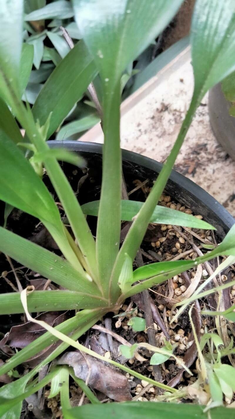 Dianella modrá 21