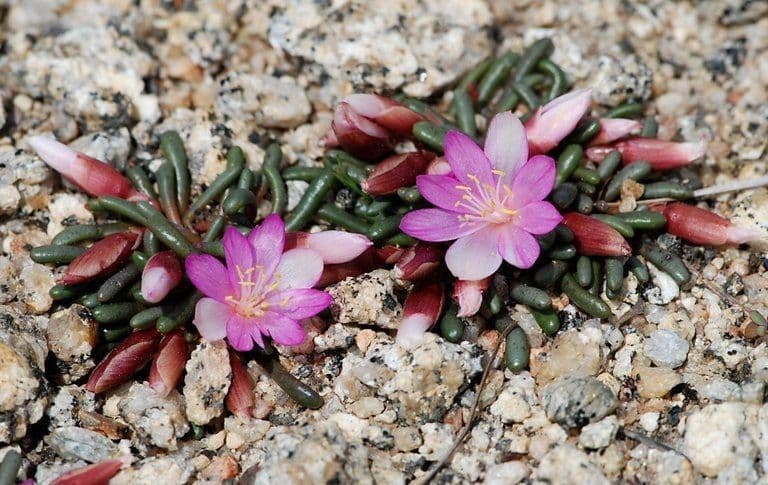 Lewisia 3