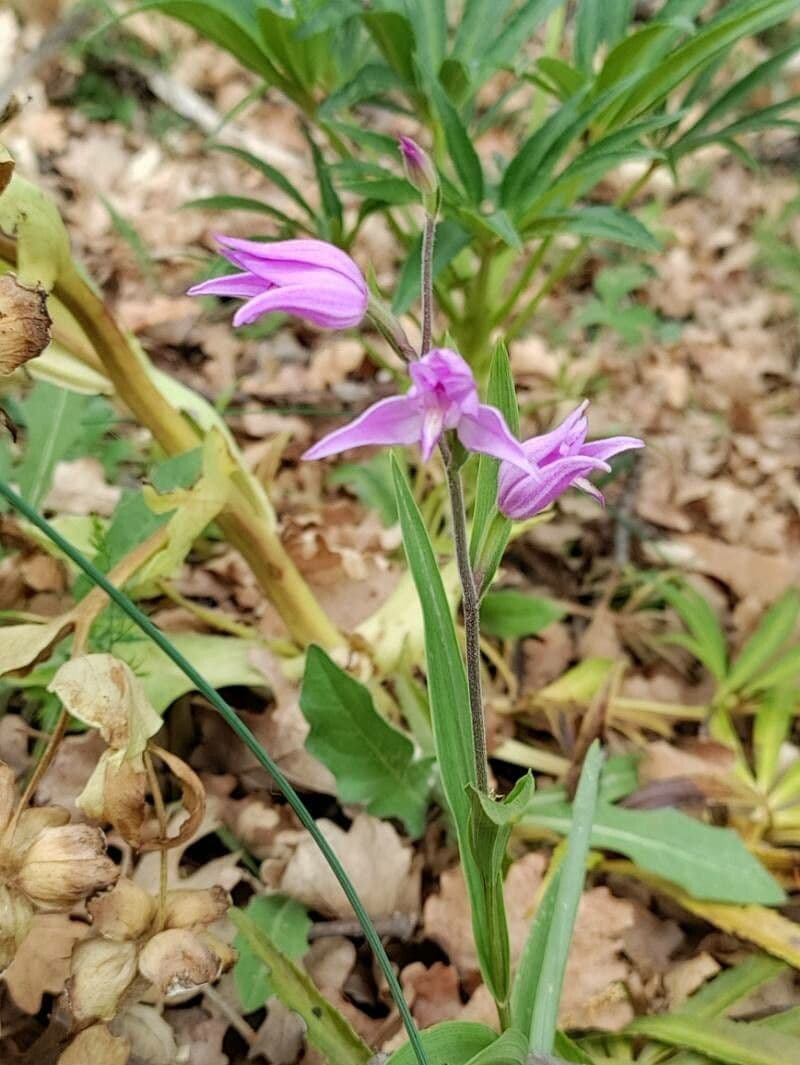 Cefalantera roja 28