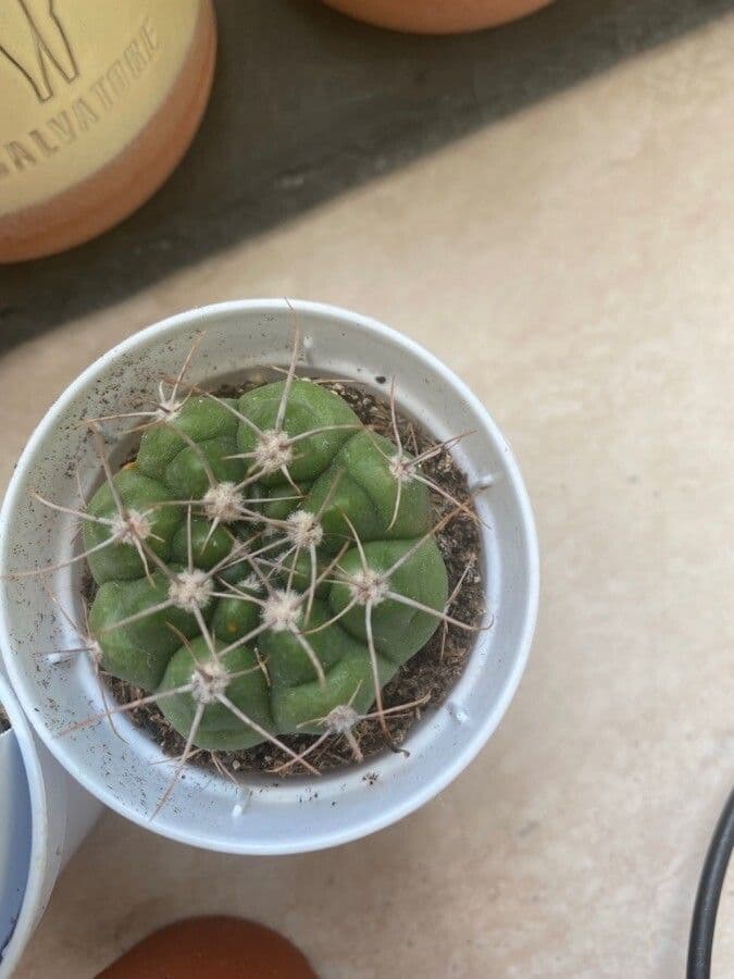 Gymnocalycium 4