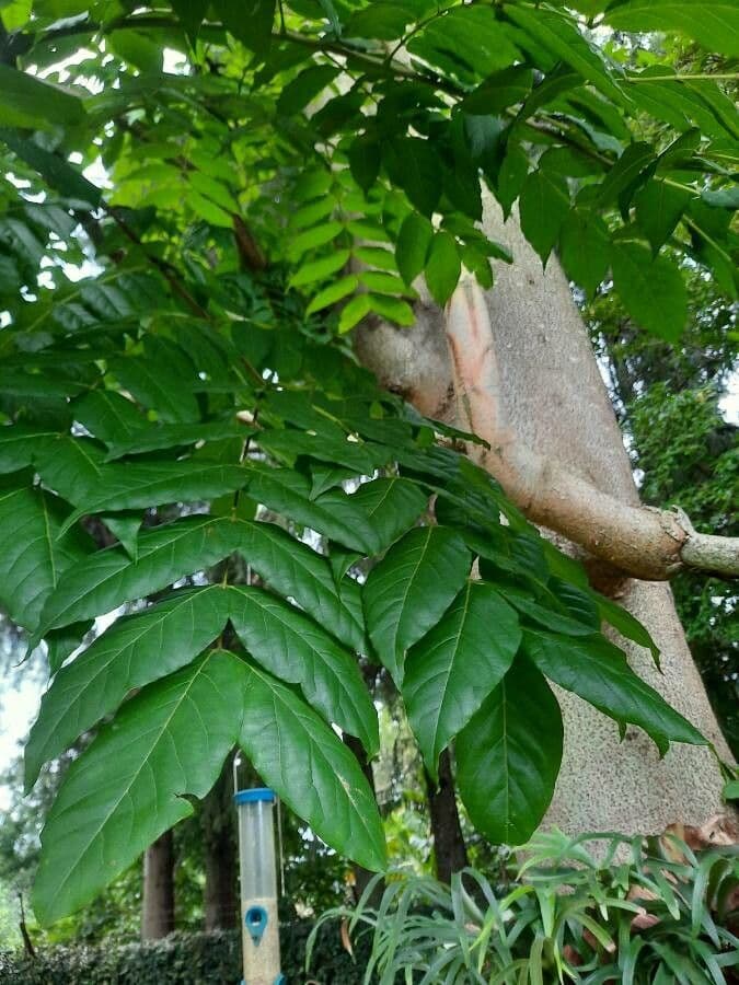 Acrocarpus 11
