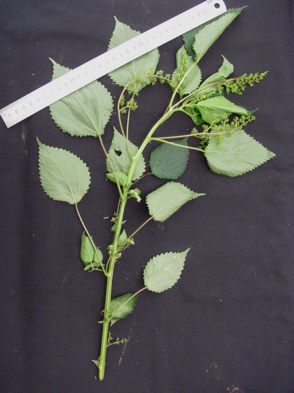 Laportea aestuans 25