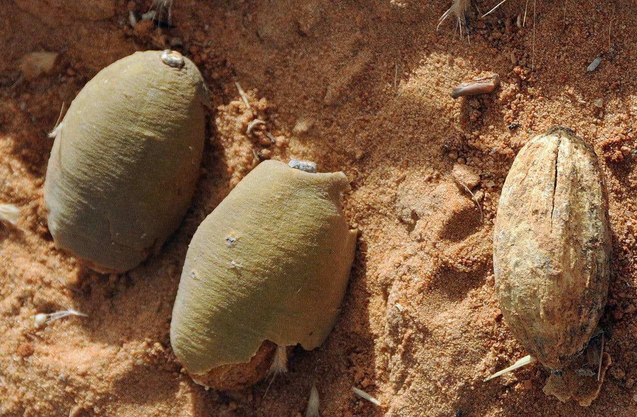 Datel' egyptský 14