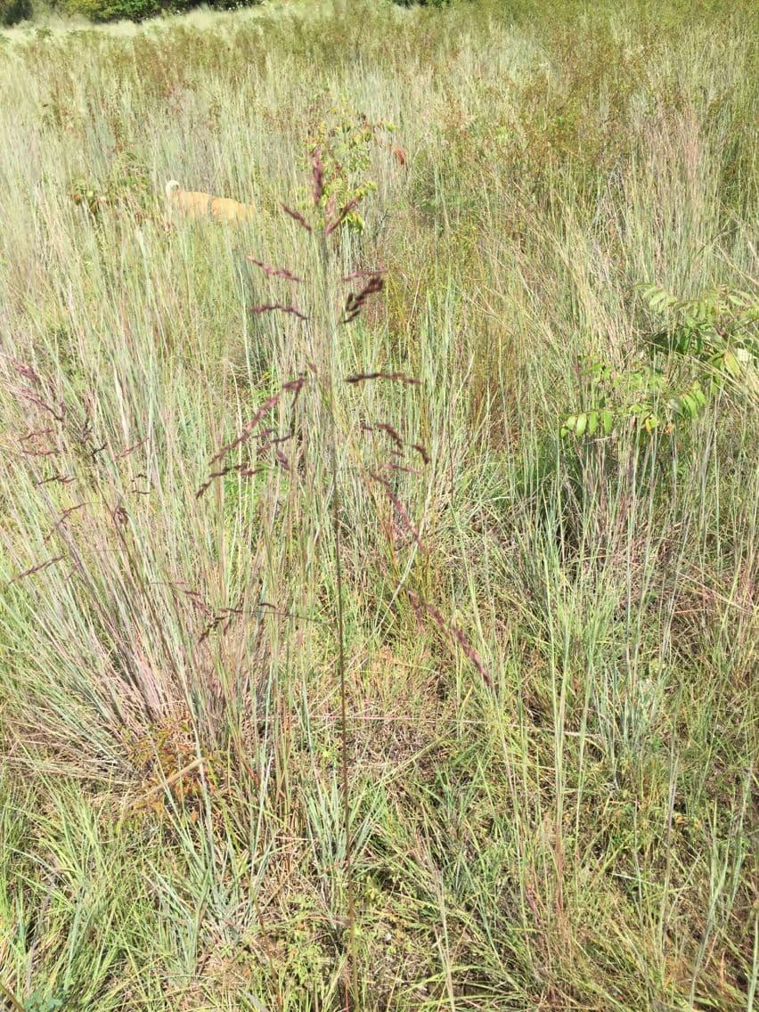 Tridens flavus 15