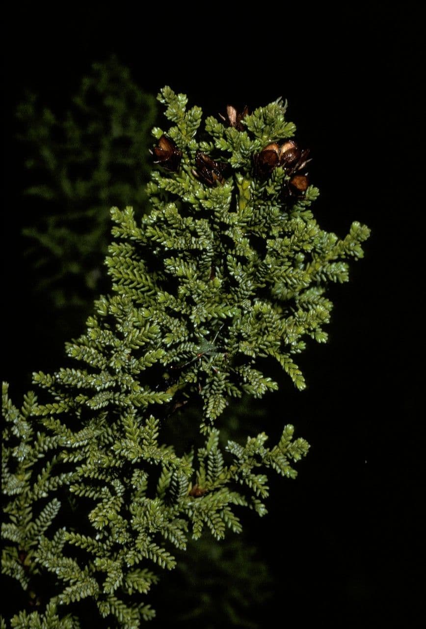 Pilgerodendron chilský
