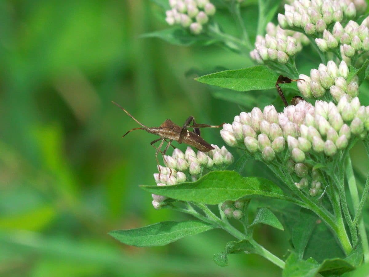 Pluchea canforata