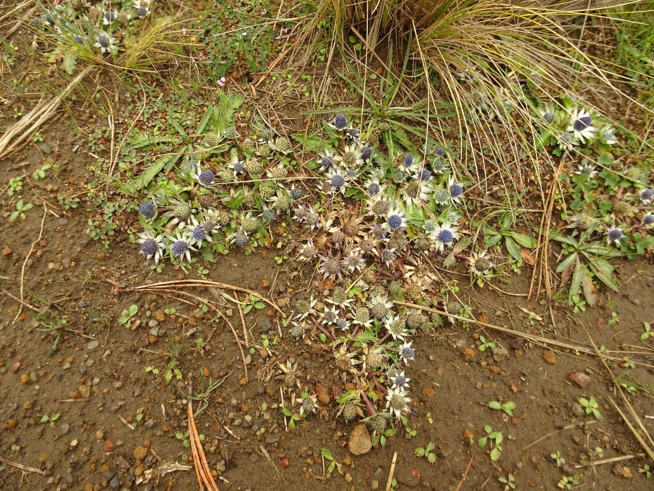 Eryngium carlinae 4