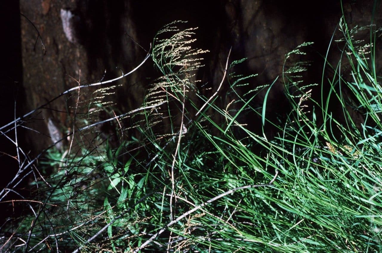 Glyceria striata 11