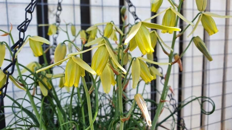 Albuca 4