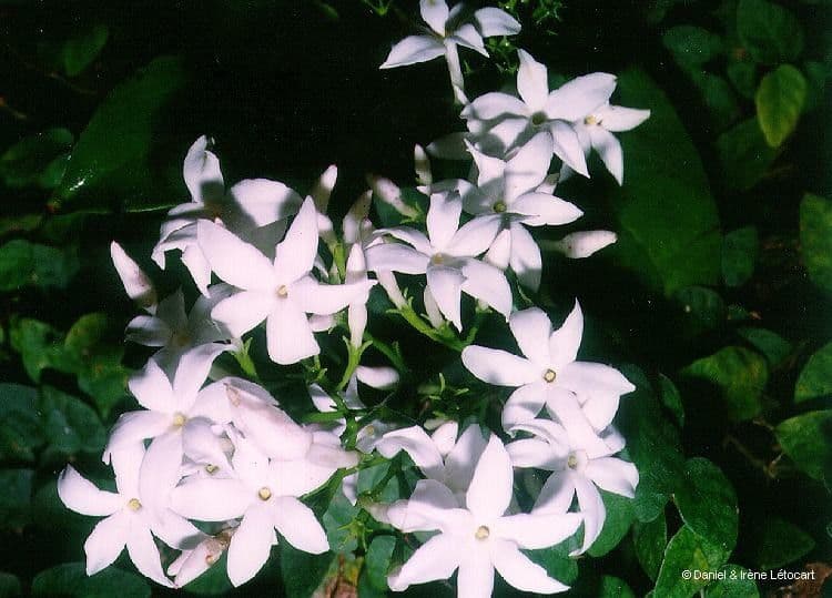 Jasmin 5