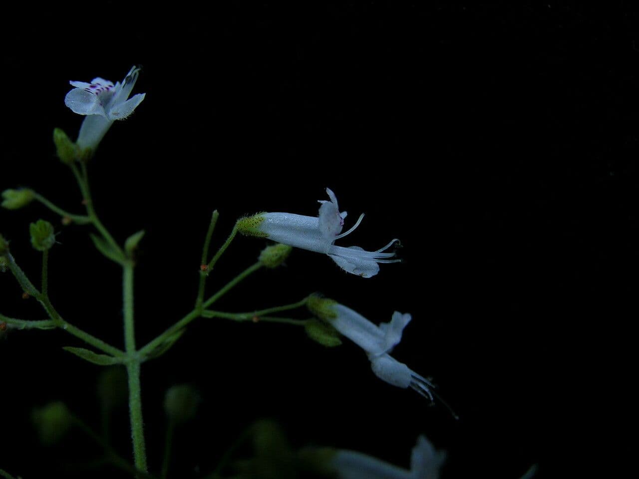 Isodon lophanthoides