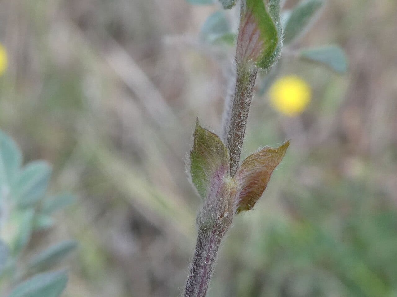 Erba medica minima 23