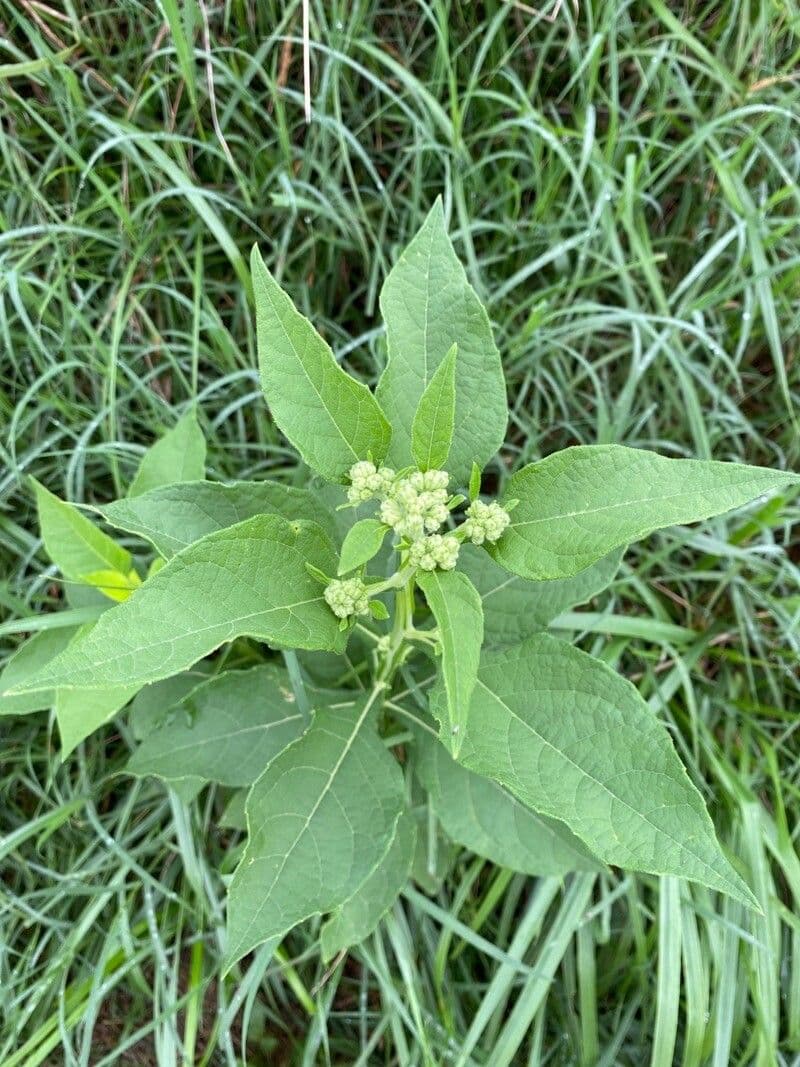 Jungfern-Silberblatt 17