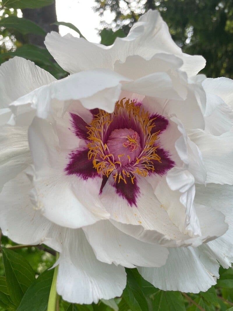 Peonia 2