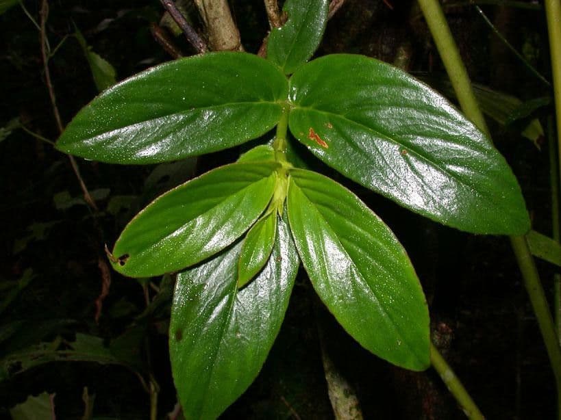 Columnea nicaraguense 10