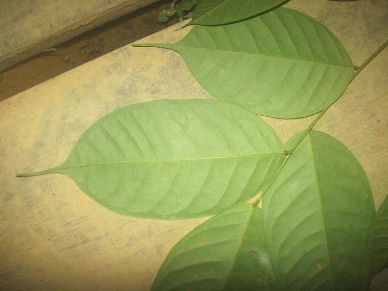 Basralocus 8