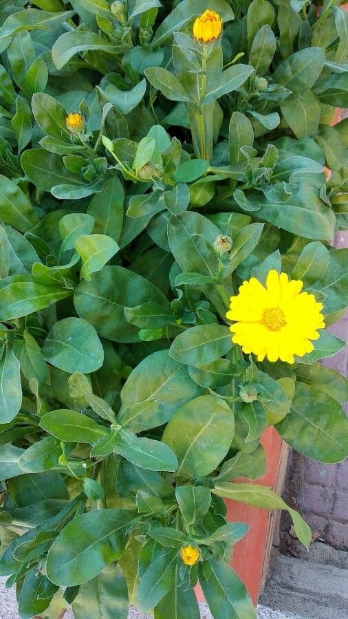 Calendula 28