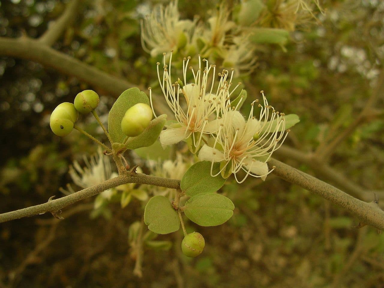 Capparis 4
