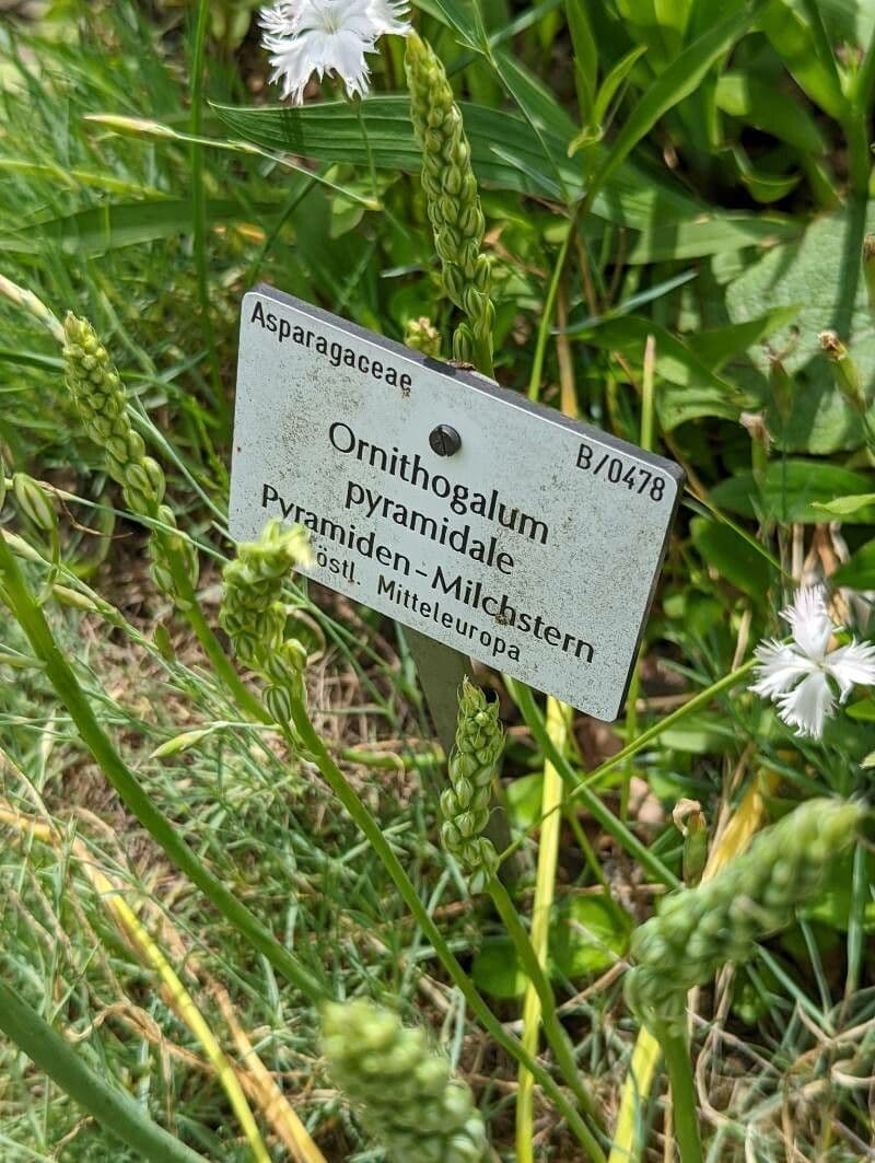 Pyramidenförmiger Milchstern 13