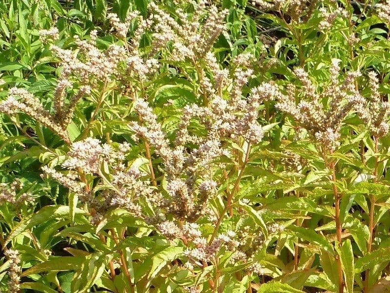 Penthorum sedoides 8