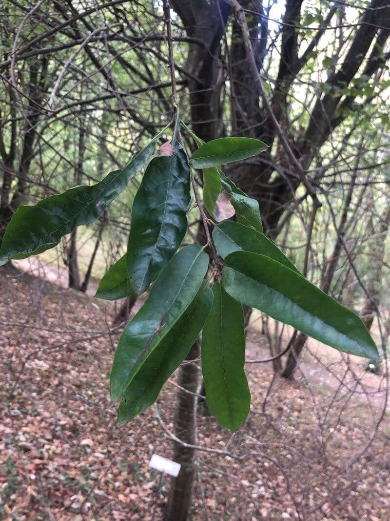 Quercia
