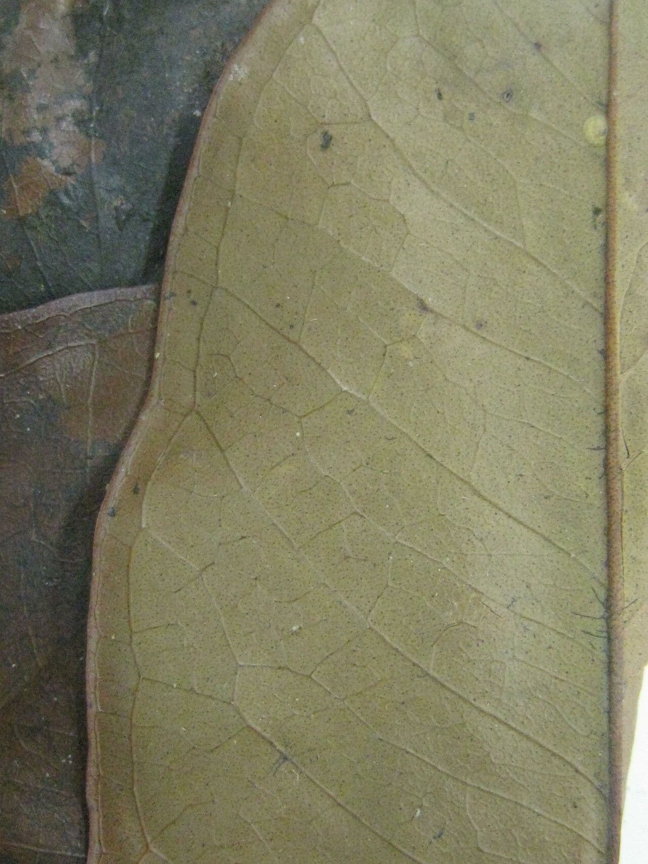 Eugenia 4