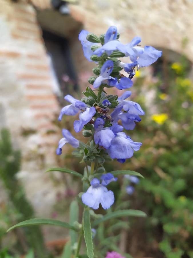 Salvia azurea 3