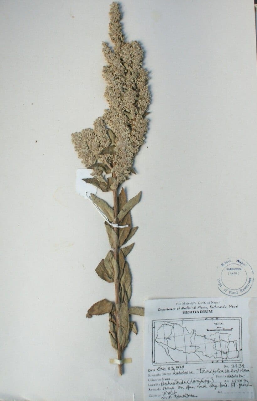 Isodon 6