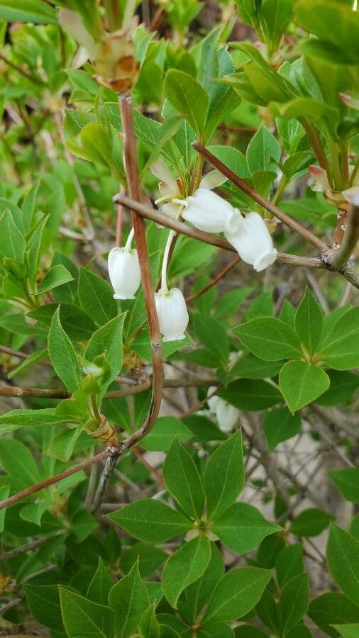 Enkianthus blanco 3