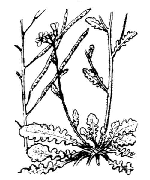 Arabetta sabbiola 21