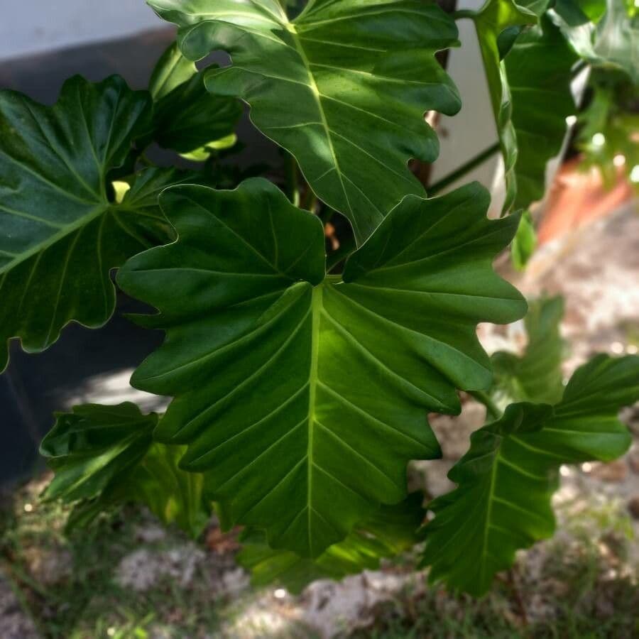 Philodendron géant 14