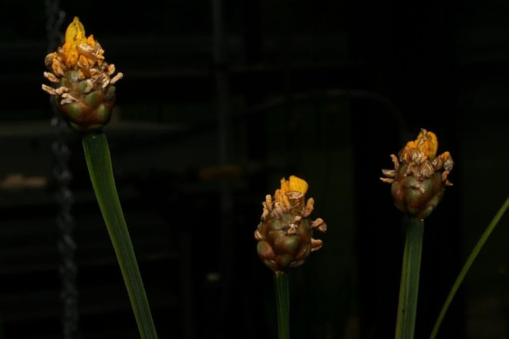 Xyris tennesseensis 7