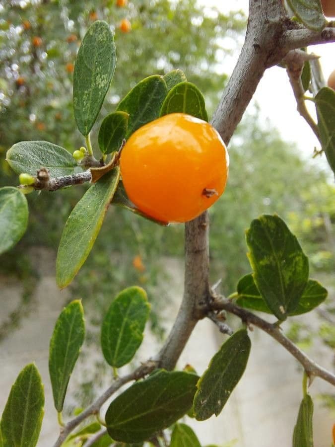 Celtis 5