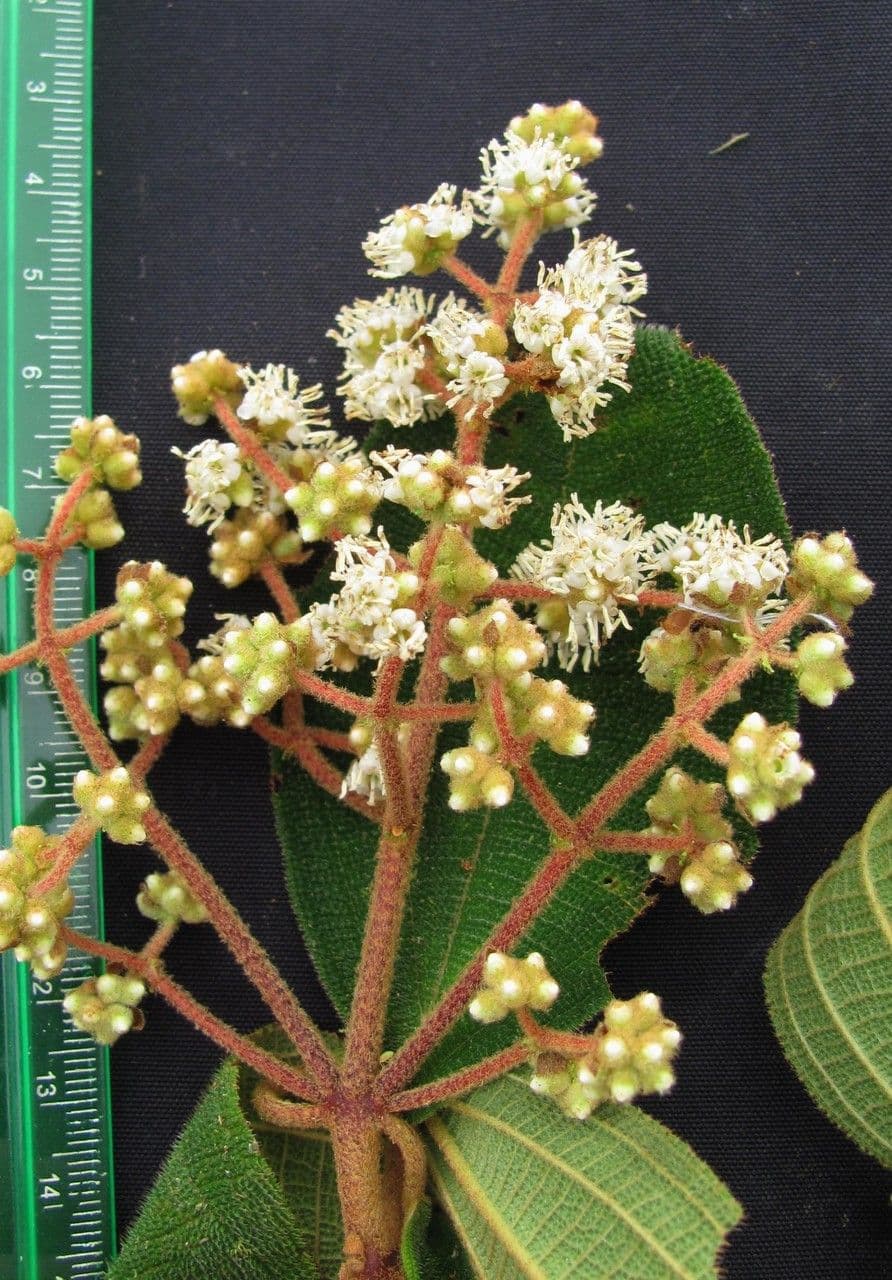 Miconia 14