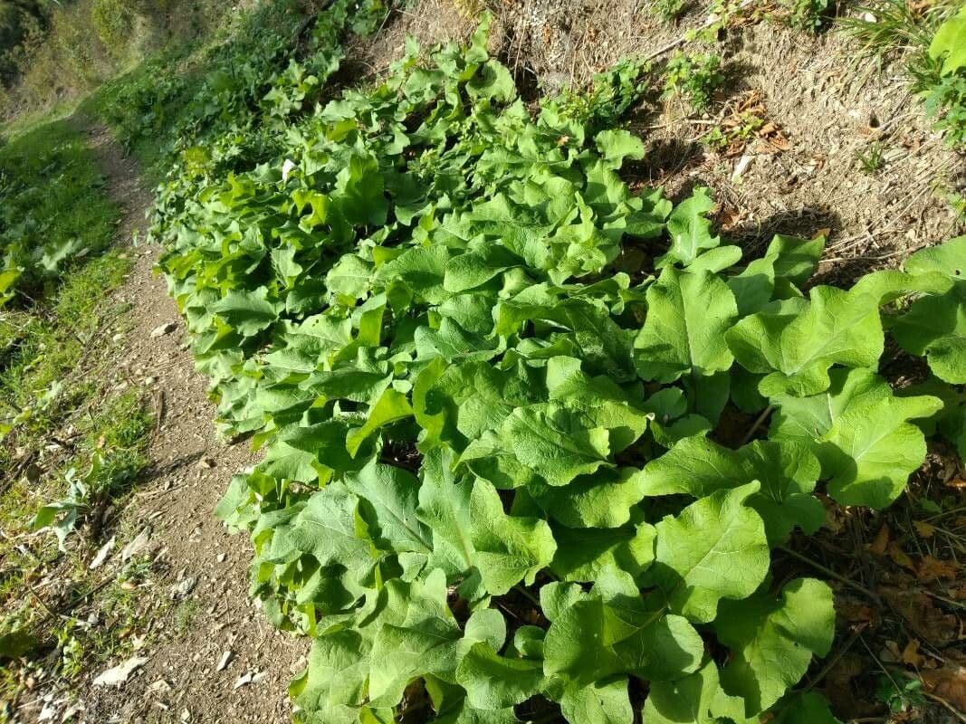 Bardana selvatica 13