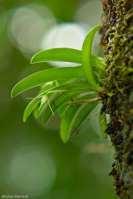 Bulbophyllum 10